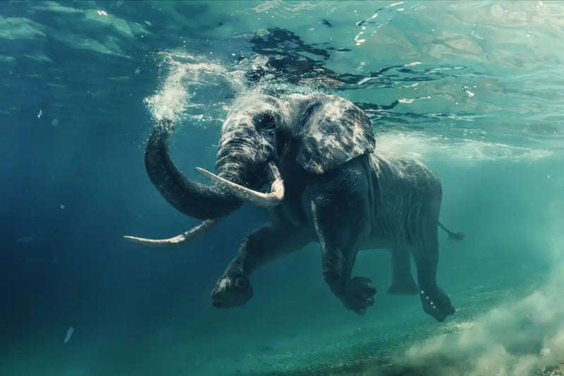 Swimming Elephant Wall Art