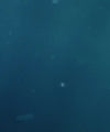 Swimming Elephant Wall Art
