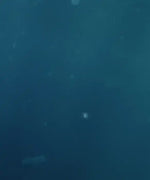 Swimming Elephant Wall Art