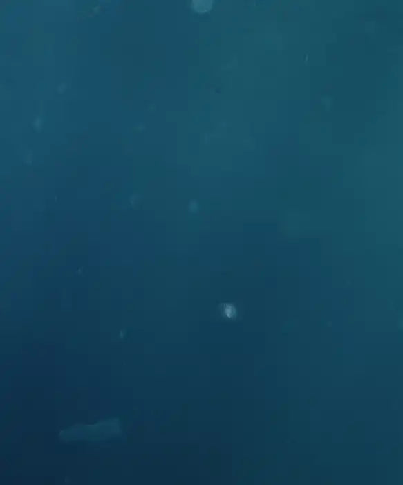 Swimming Elephant Wall Art