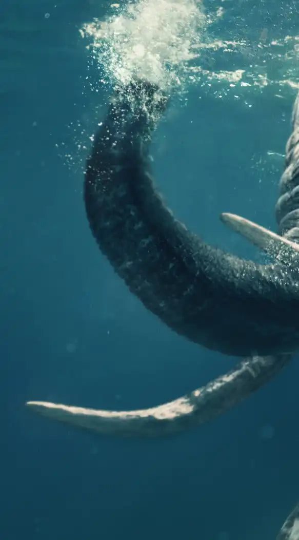 Swimming Elephant Wall Art