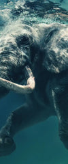 Swimming Elephant Wall Art