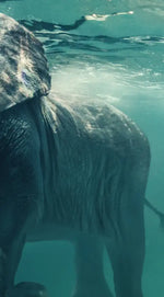 Swimming Elephant Wall Art