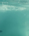 Swimming Elephant Wall Art