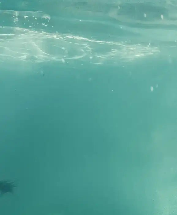 Swimming Elephant Wall Art