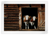 Pair Of Cows Wall Art