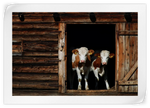 Pair Of Cows Wall Art