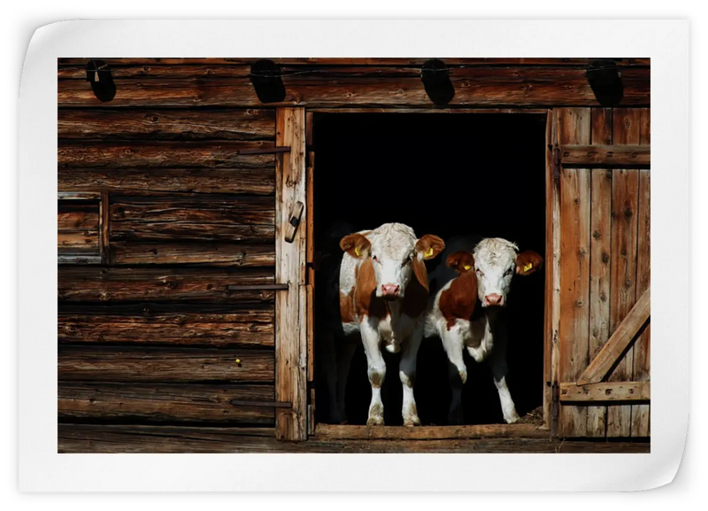 Pair Of Cows Wall Art