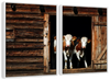 Pair Of Cows Wall Art