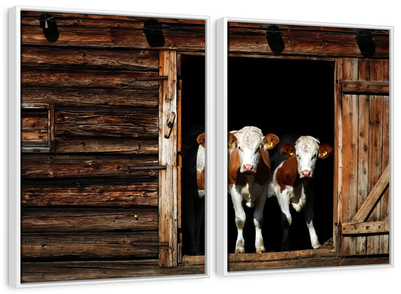 Pair Of Cows Wall Art