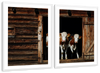 Pair Of Cows Wall Art