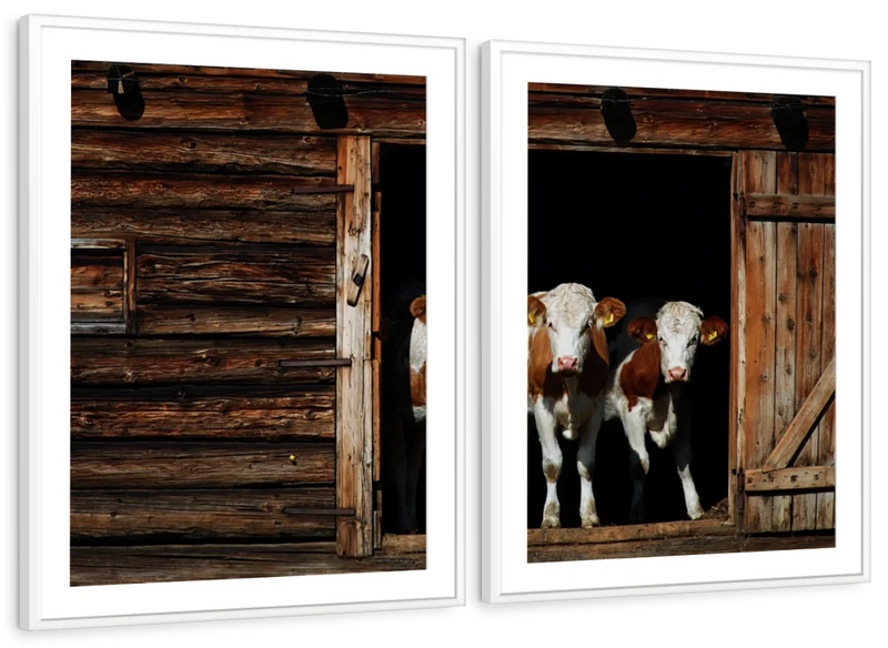 Pair Of Cows Wall Art