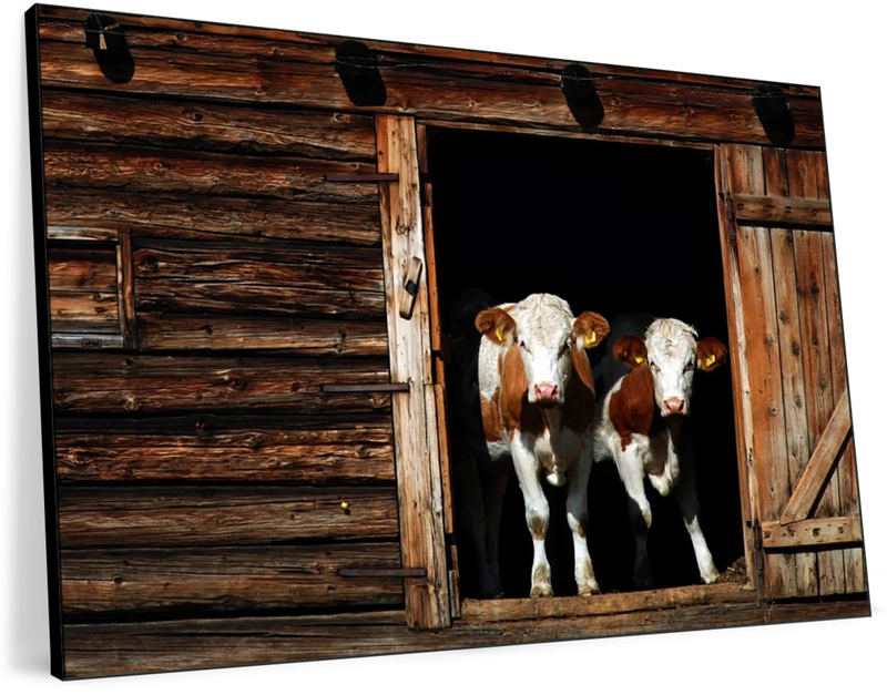 Pair Of Cows Wall Art