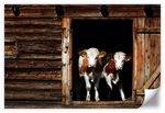 Pair Of Cows Wall Art