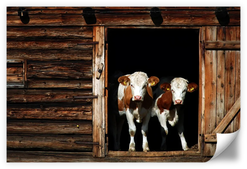 Pair Of Cows Wall Art