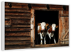 Pair Of Cows Wall Art