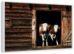 Pair Of Cows Wall Art