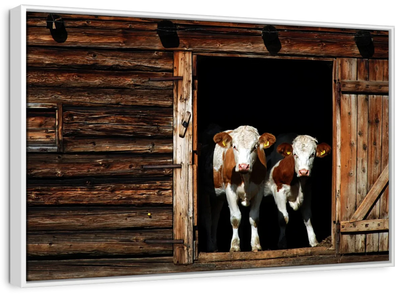 Pair Of Cows Wall Art