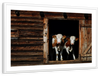 Pair Of Cows Wall Art