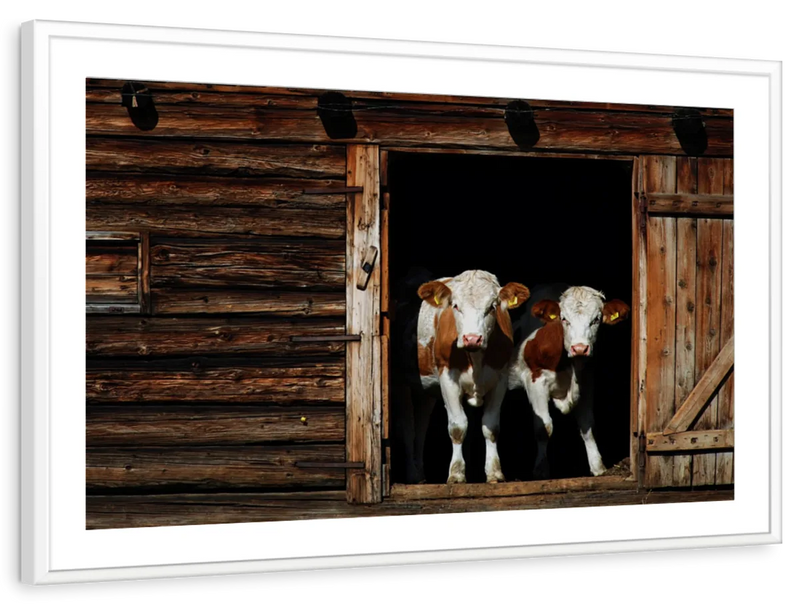 Pair Of Cows Wall Art