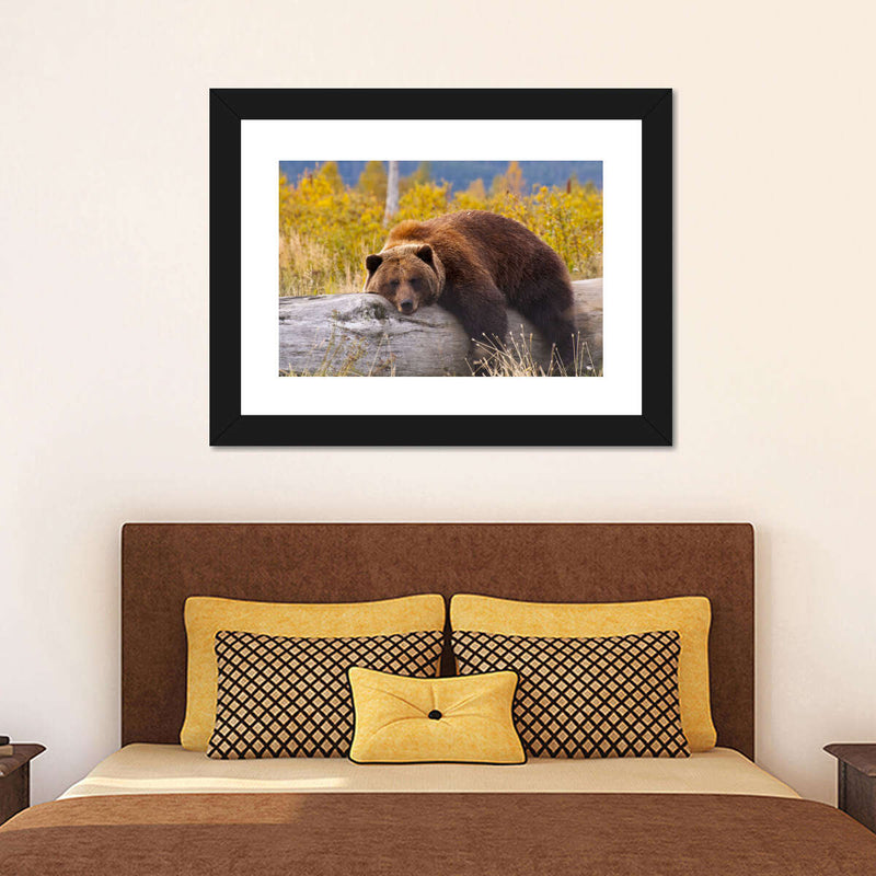Resting Grizzly Bear Wall Art