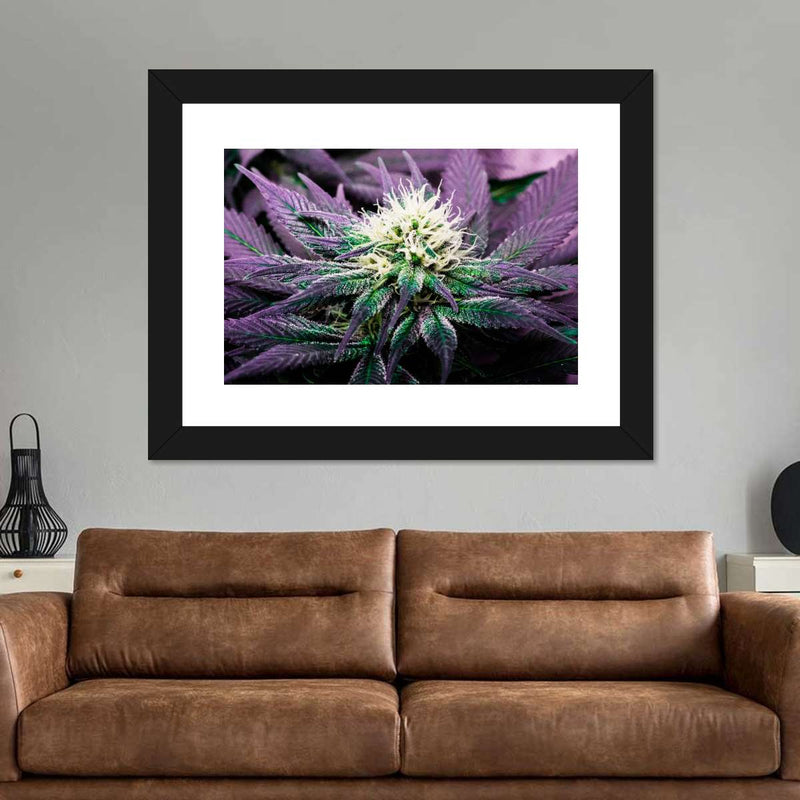 Rare Cannabis Plant Wall Art