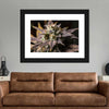 Marijuana In Winter Wall Art