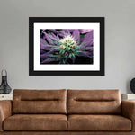 Rare Cannabis Plant Wall Art