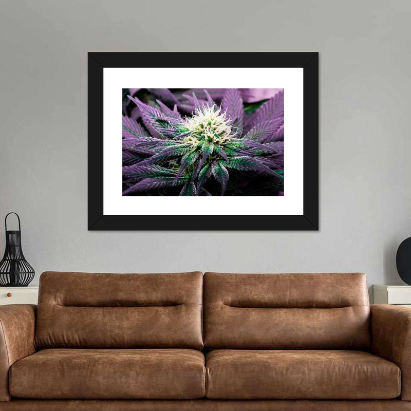 Rare Cannabis Plant Wall Art