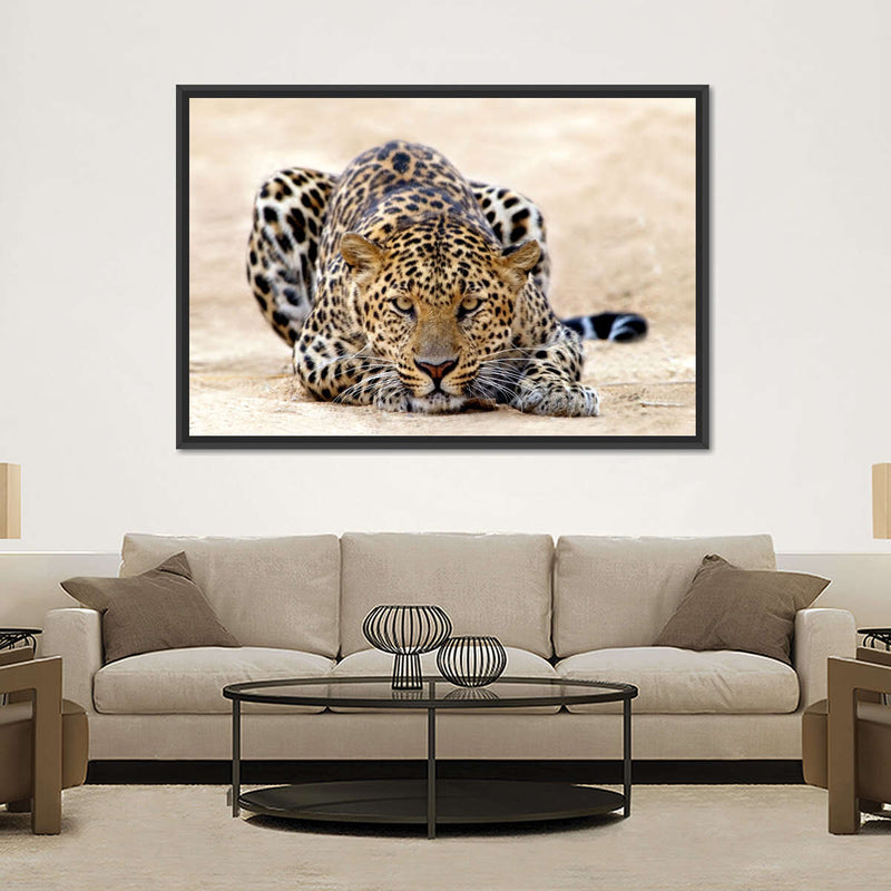 Watchful Jaguar Wall Art
