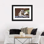 Resting White Tiger Wall Art