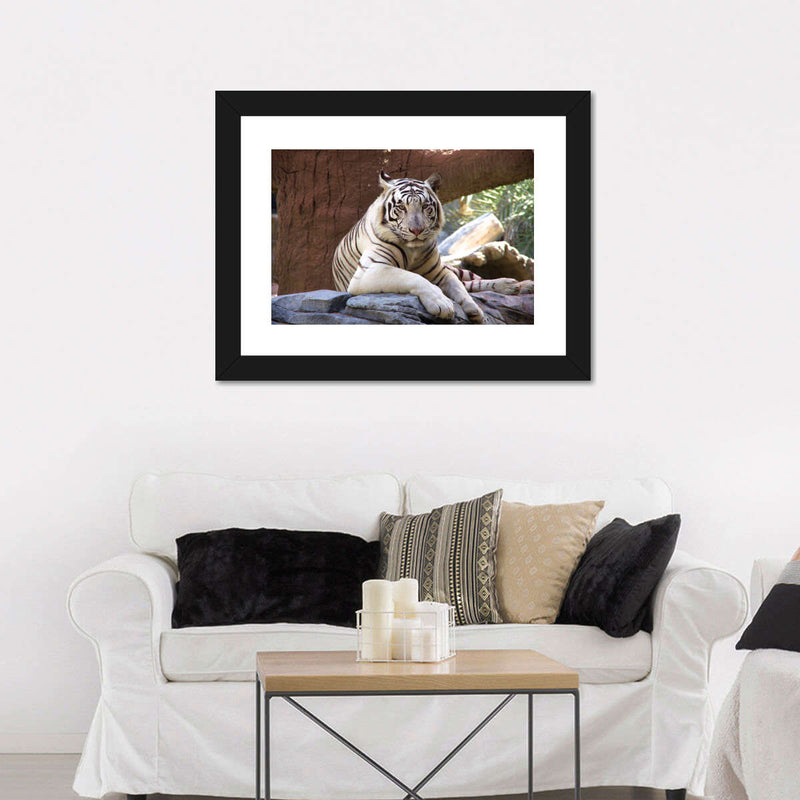 Resting White Tiger Wall Art
