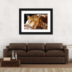 Leopard Gaze Wall Art