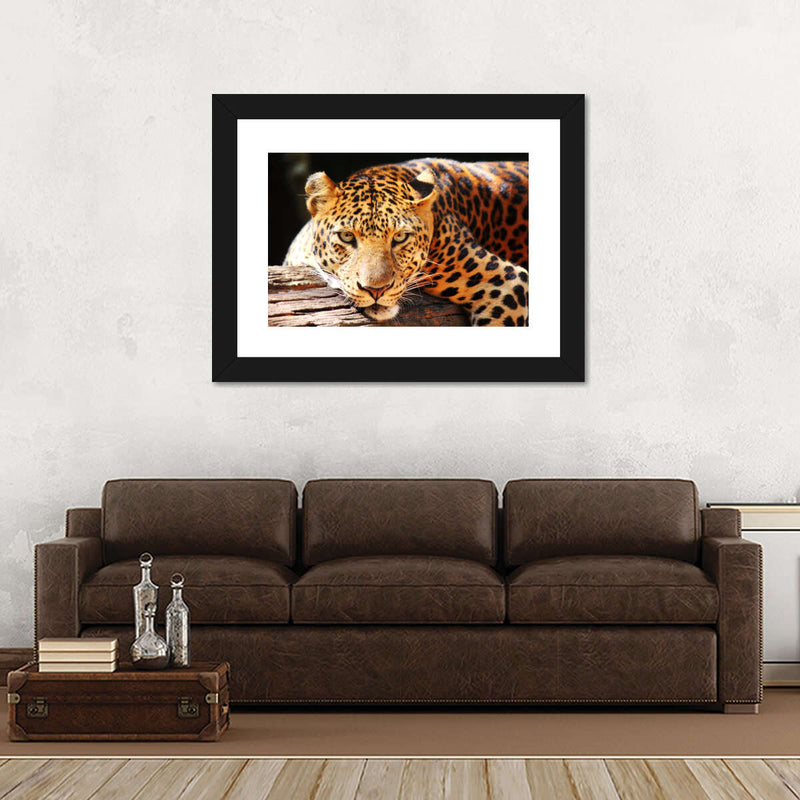 Leopard Gaze Wall Art