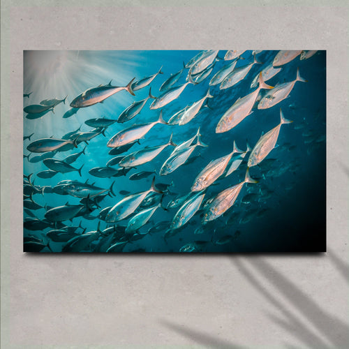 Vibrant Ocean Fish Canvas Wall Art II