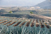 Tequila Jalisco Agave Field Wall Art