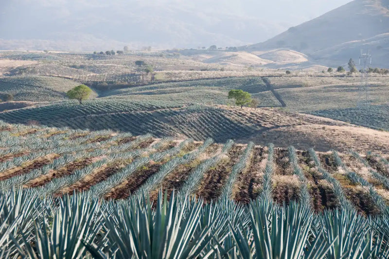Tequila Jalisco Agave Field Wall Art