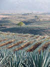 Tequila Jalisco Agave Field Wall Art