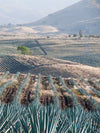 Tequila Jalisco Agave Field Wall Art