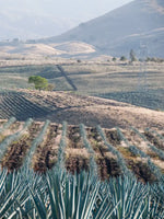 Tequila Jalisco Agave Field Wall Art