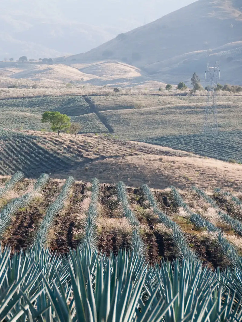 Tequila Jalisco Agave Field Wall Art