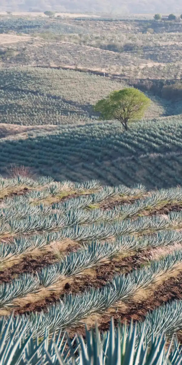 Tequila Jalisco Agave Field Wall Art