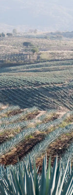 Tequila Jalisco Agave Field Wall Art
