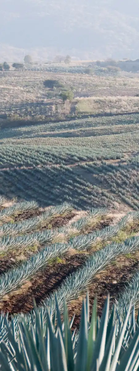 Tequila Jalisco Agave Field Wall Art