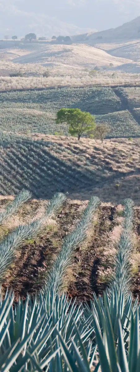 Tequila Jalisco Agave Field Wall Art