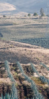Tequila Jalisco Agave Field Wall Art