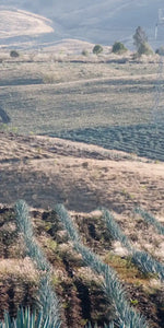 Tequila Jalisco Agave Field Wall Art