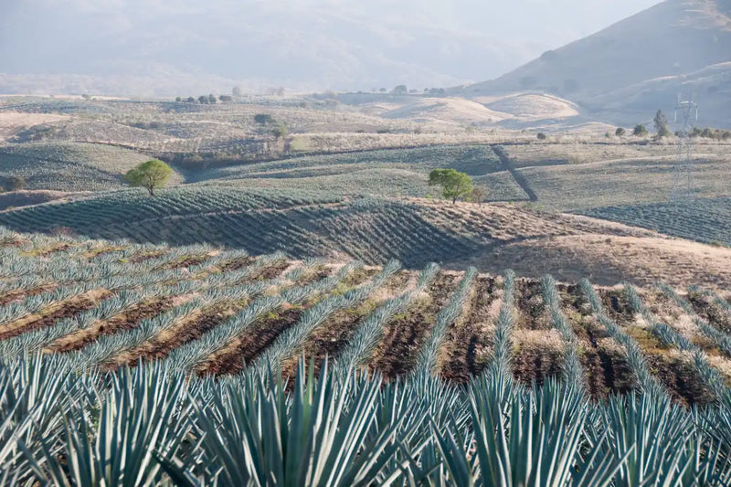 Tequila Jalisco Agave Field Wall Art