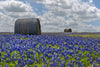 Texas Bluebonnets Wall Art