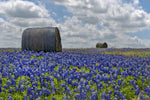 Texas Bluebonnets Wall Art